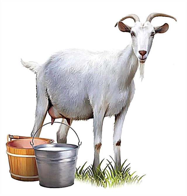 Goat milk for babies - at what age can you give your baby