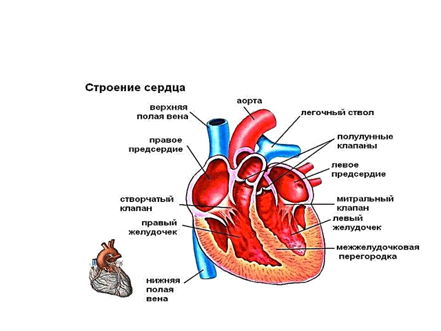 Congenital heart disease of newborns - causes and consequences