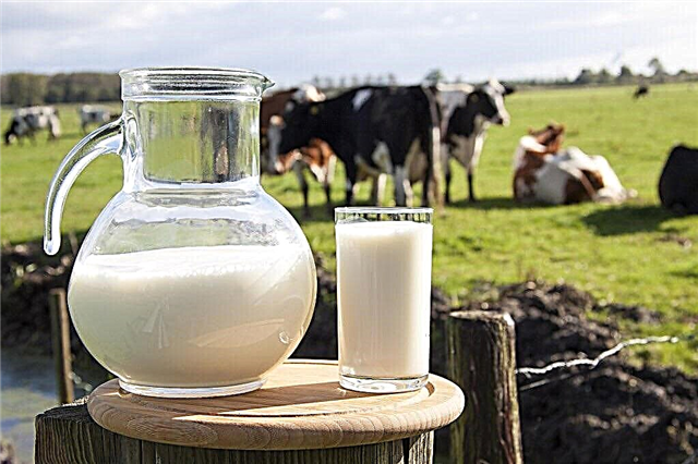 V jakém věku může dítě dostávat mléko