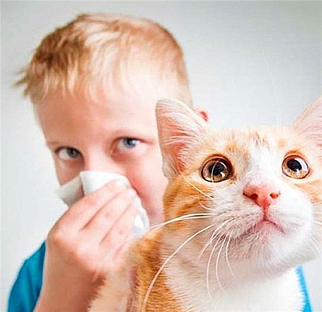 How does cat allergy manifest in infants?