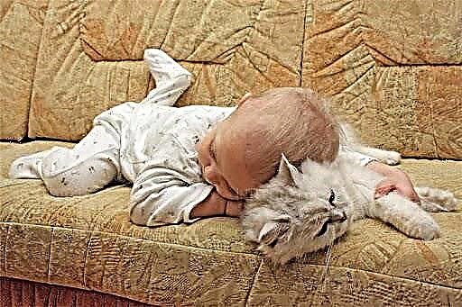 En katt sover i en barneseng med en baby: er det farlig
