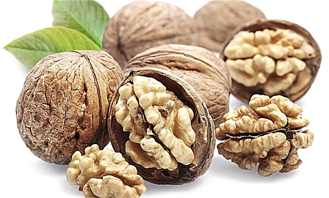 4 gezondheidsvoordelen van walnoten voor borstvoeding