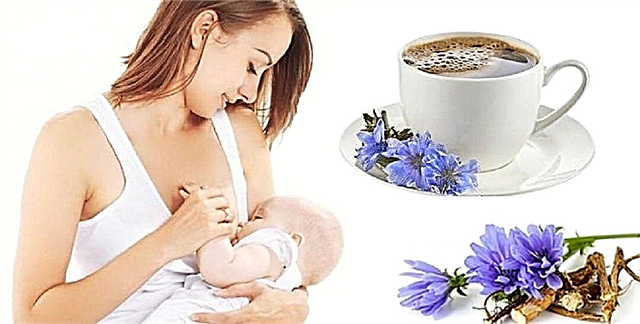 12 faedah kesihatan chicory untuk penyusuan susu ibu