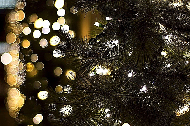 Christmas tree: artificial or natural to choose?