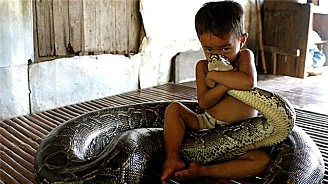 Un pédiatre parle des premiers soins pour un enfant avec une morsure de serpent