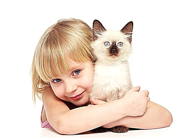Apa itu terapi kucing, faedahnya untuk kanak-kanak