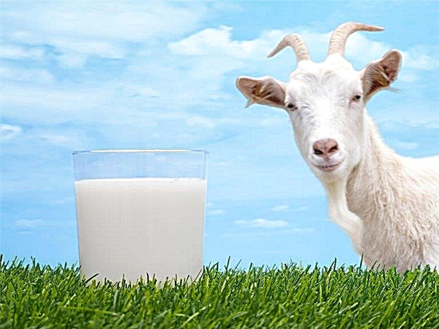 염소 우유의 장점. 아기를위한 염소 우유