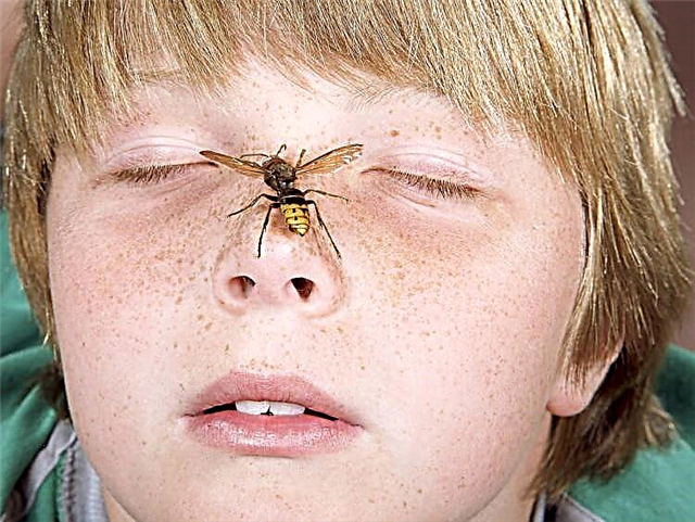 วิธีกำจัดอาการบวมและคันในเด็กหลังจากแมลงกัด?