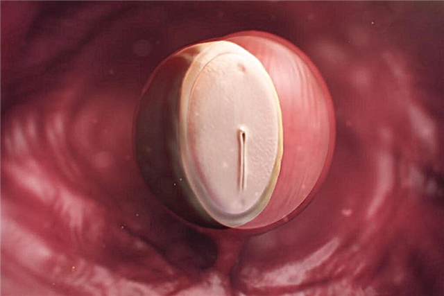 Însărcinată în 4 săptămâni: ce se întâmplă cu embrionul și cu viitoarea mamă?