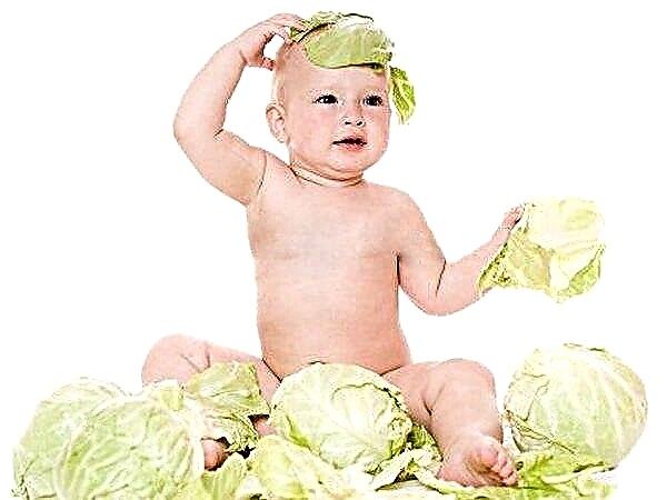 Khi nào bạn có thể cho trẻ ăn bắp cải trắng?