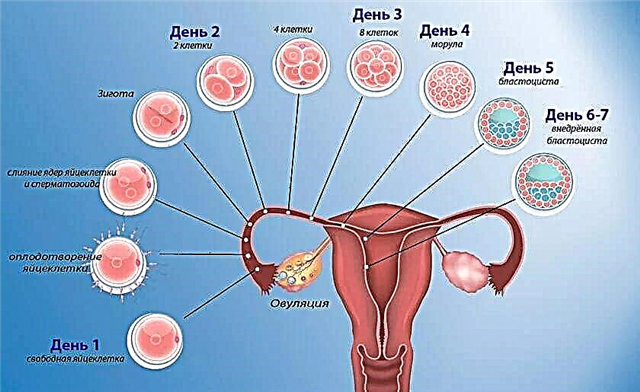 Wat gebeurt er na de ovulatie? Dynamiek overdag