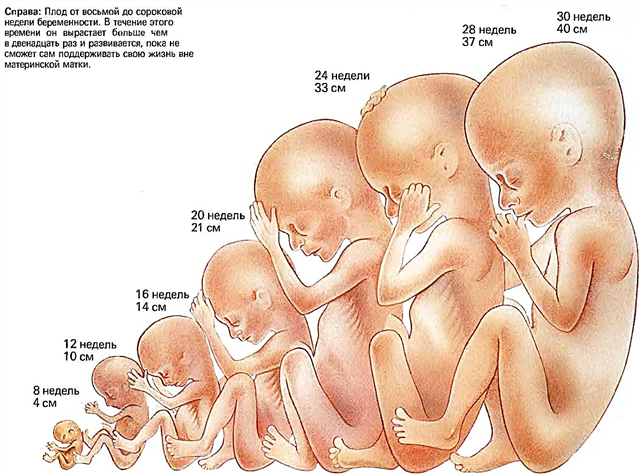 БПД фетуса у динамици по недељама