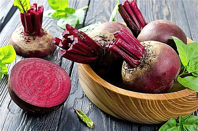 Beets during pregnancy: benefits and harms, rules of use