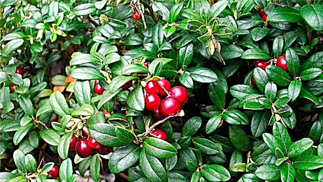 Lingonberry leaves during pregnancy: features of use and restrictions