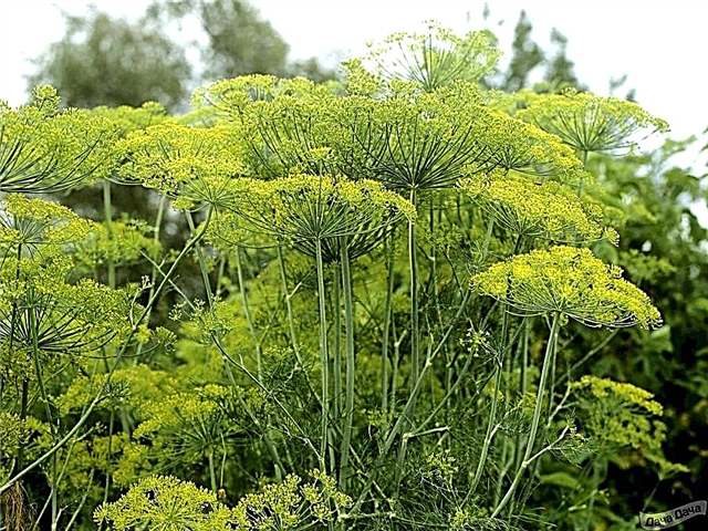 Dill during pregnancy: benefits, harms and uses