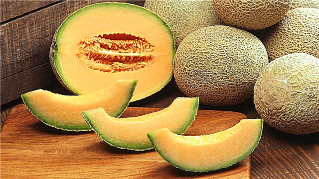 Kan melon spises under graviditet, og hvordan gør man det korrekt?