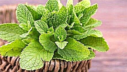 Can mint be consumed during pregnancy and how to do it correctly?