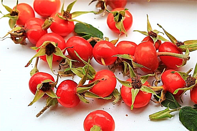 Rosehip during pregnancy and the use of a decoction from it