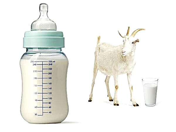 Bi morali izbrati formulo za kozje mleko?