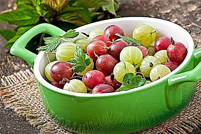 Gooseberries when breastfeeding and in complementary foods