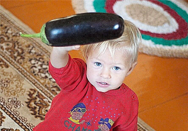 I hvilken alder kan du gi eggplanter til et barn?