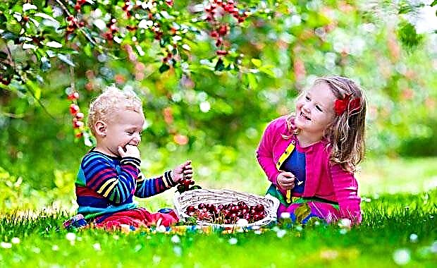 At what age can a child be given cherries?