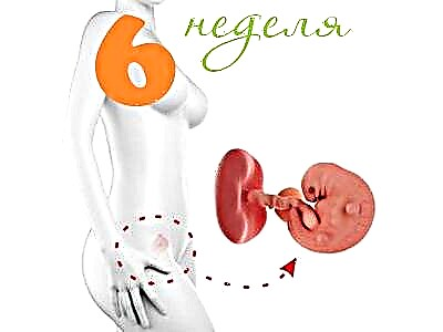 6 सप्ताह के गर्भ में भ्रूण का विकास