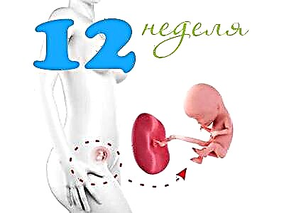 Fosterutveckling vid 12 veckors graviditet