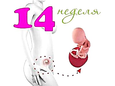 Fetale Entwicklung in der 14. Schwangerschaftswoche