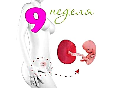Ontwikkeling van de foetus na een zwangerschap van 9 weken