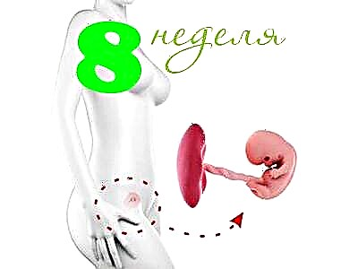 Vývoj plodu v 8. týždni tehotenstva