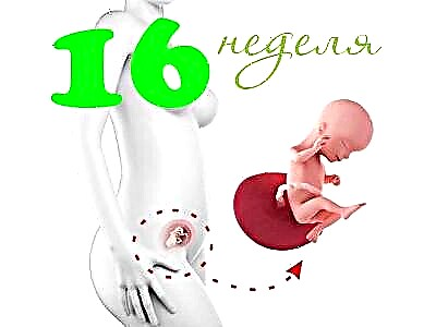 임신 16 주에 태아 발달