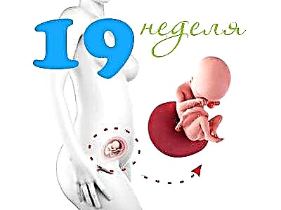 Vývoj plodu v 19. týdnu těhotenství