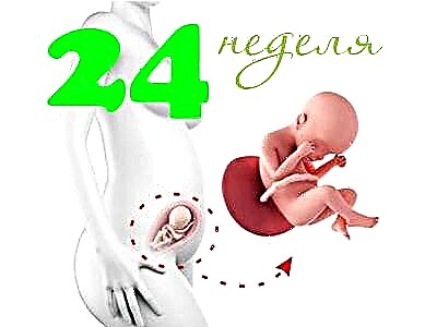 Fosterutveckling vid 24 veckors graviditet