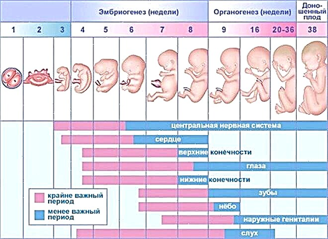 妊娠23週での胎児の発育（15枚の写真）：xnjは赤ちゃんに起こり、赤ちゃんの感覚と大きさ、体重と見た目、成長 開発 2021