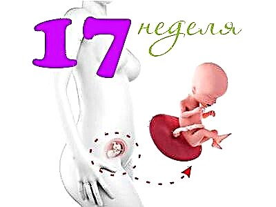 Augļa attīstība 17 grūtniecības nedēļās