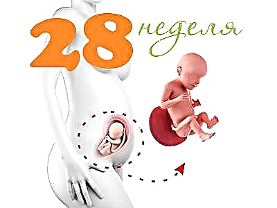 Augļa attīstība 28 grūtniecības nedēļās