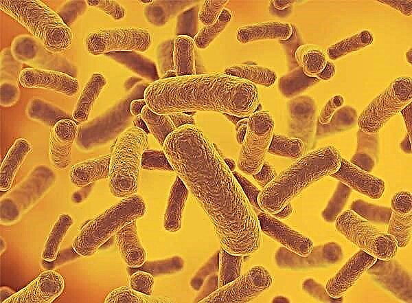 แบคทีเรียในปัสสาวะ (bacteriuria) ในเด็ก