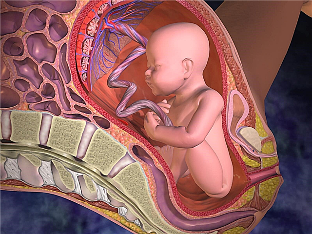 Qual é a aparência da placenta e onde ela se fixa?