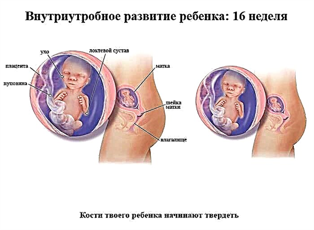 16. rasedusnädal