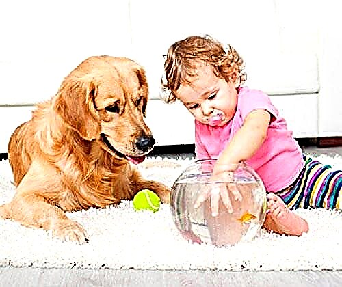 Pet for a child: rules for choosing and tips for care