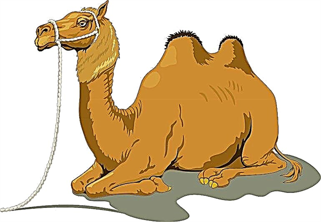 Como explicar para uma criança de 3-5 anos porque um camelo tem corcovas