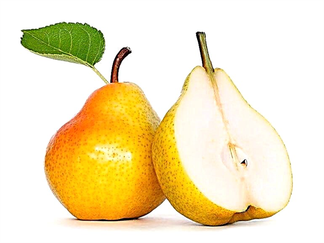 I hvilken alder kan et barn få en pære? Hvordan laver man pærepuré?
